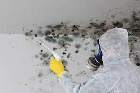 Mold Documentation for Insurance Claims in Morton, IL